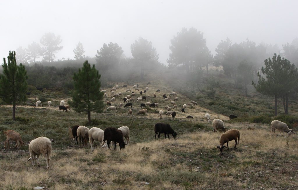 Raid Inatel Serra da Estrela 2009 114