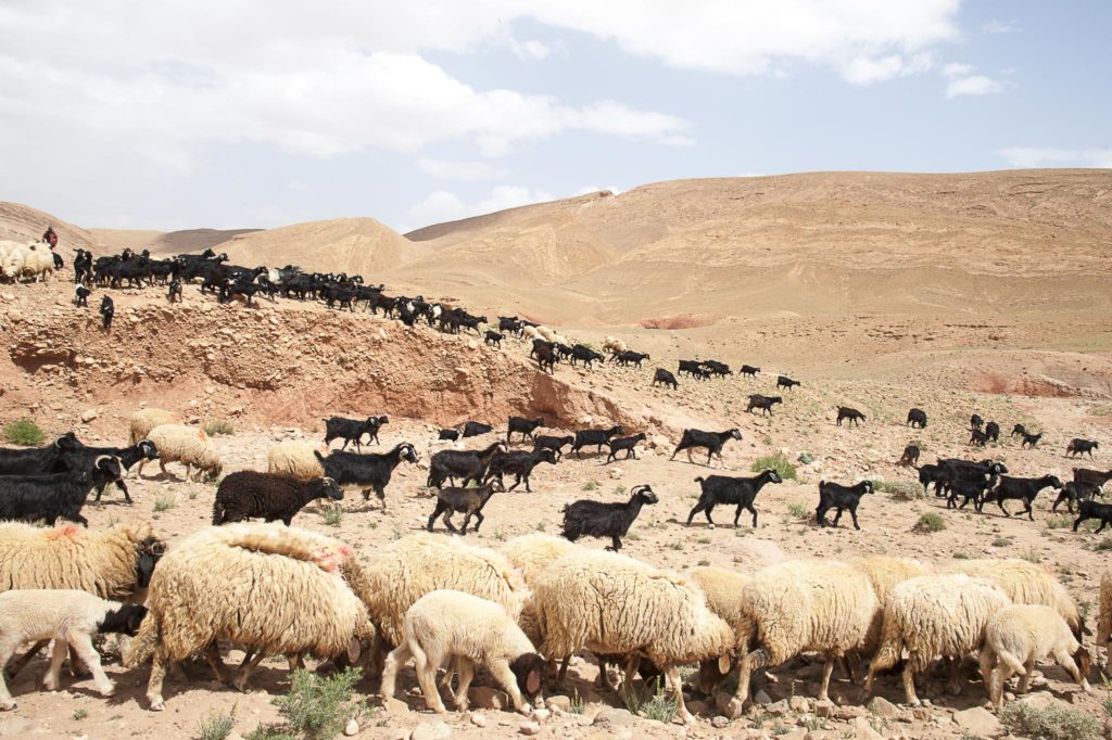 Off Road Bridgestone First Stop Marrocos 2019 1377