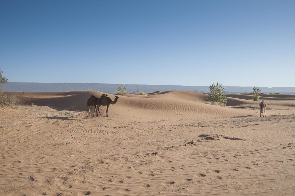 Off Road Bridgestone First Stop Marrocos 2019 2298