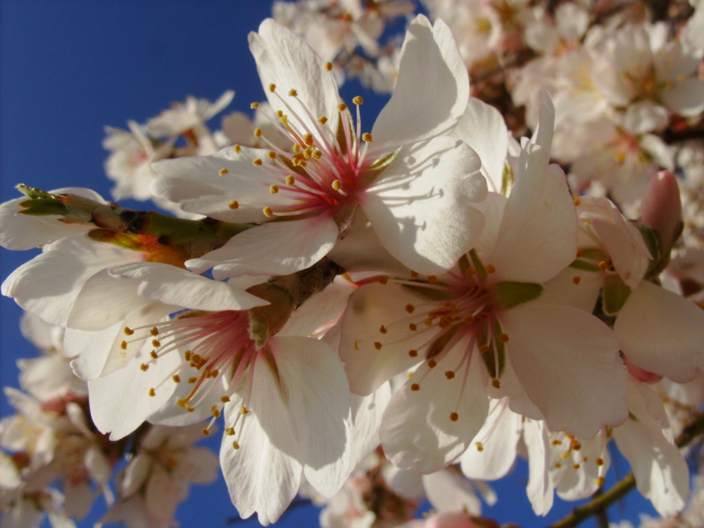 Amendoeiras em Flor