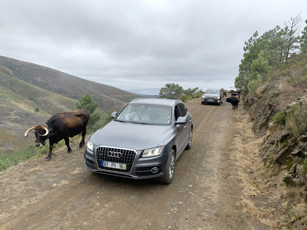 Audi Offroad Experience 2019 9