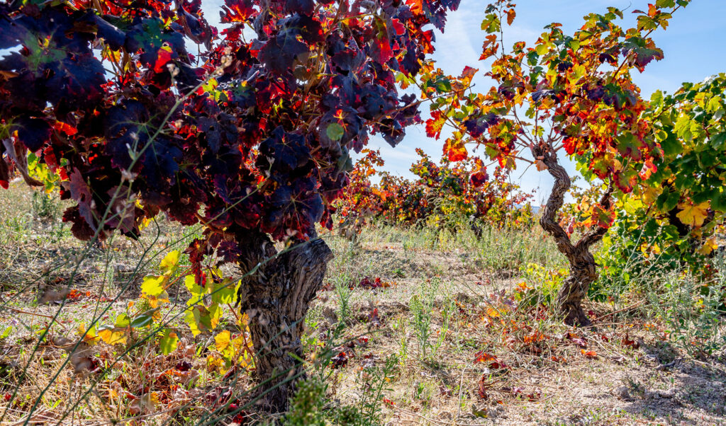 Estrada Nacional 18 Vinhos da Beira Interior 01