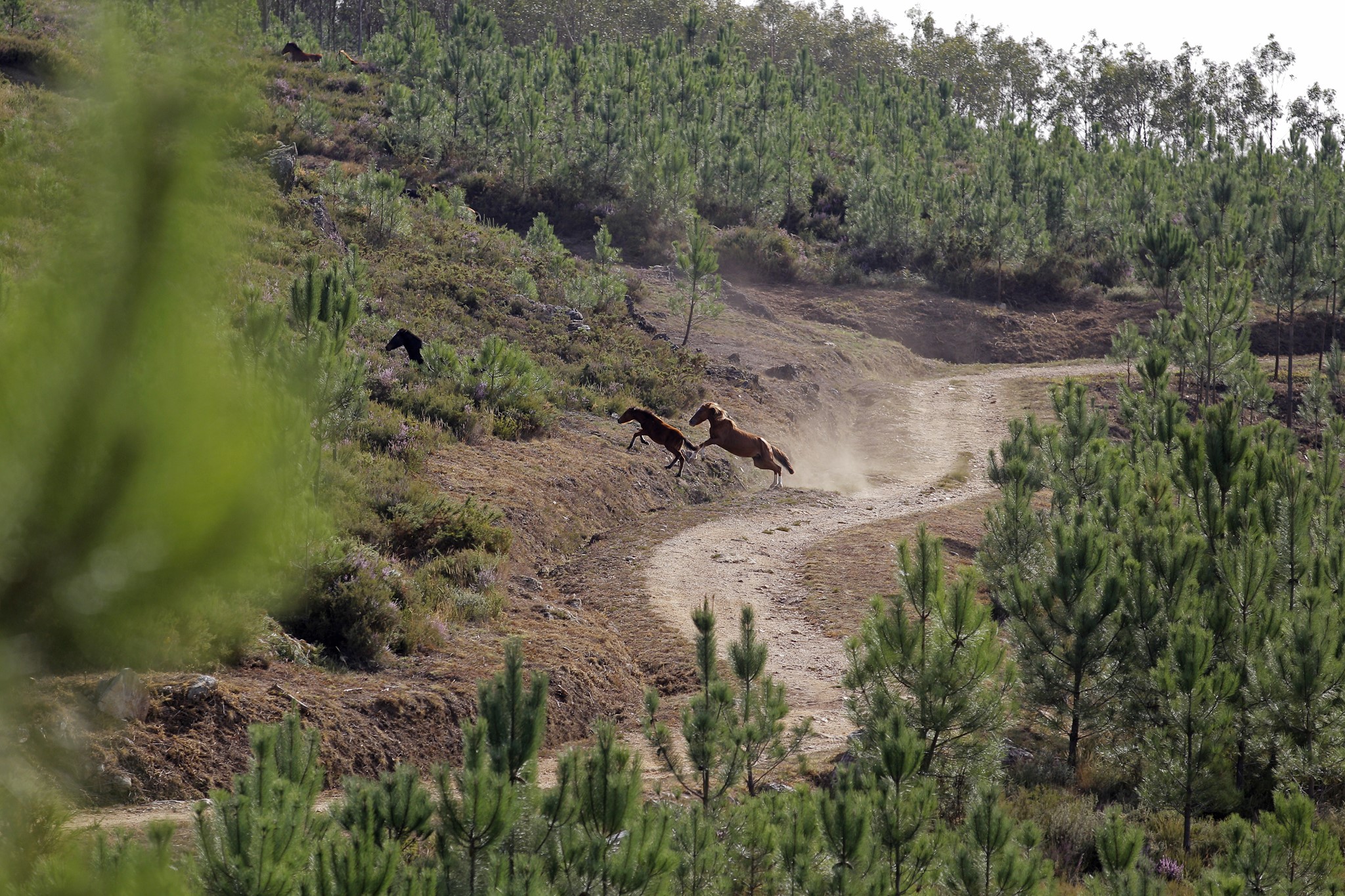 Offroad Bridgestone FirstStop Caminhos Santiago 2022 1444