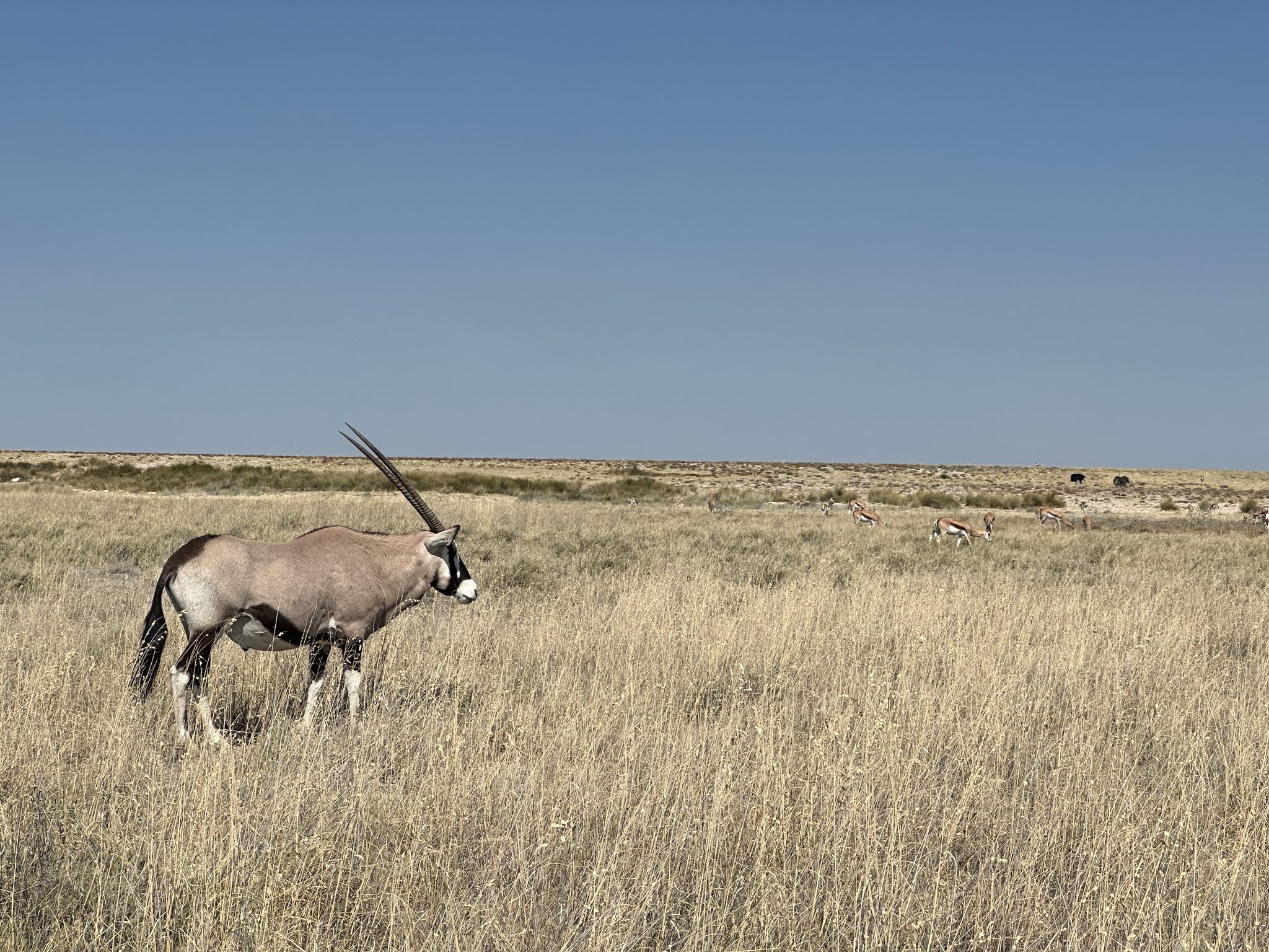 EXPEDICAO NAMIBIA ESCAPE LIVRE 2023 1791